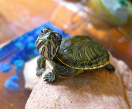 reptile vet in Maumelle