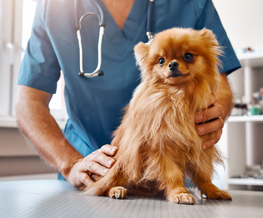 spaying and neutering in Maumelle