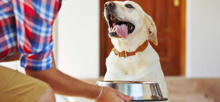 animal hospital nutritional consulting in White