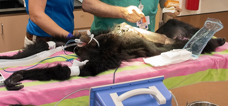 White animal hospital veterinary surgical-process