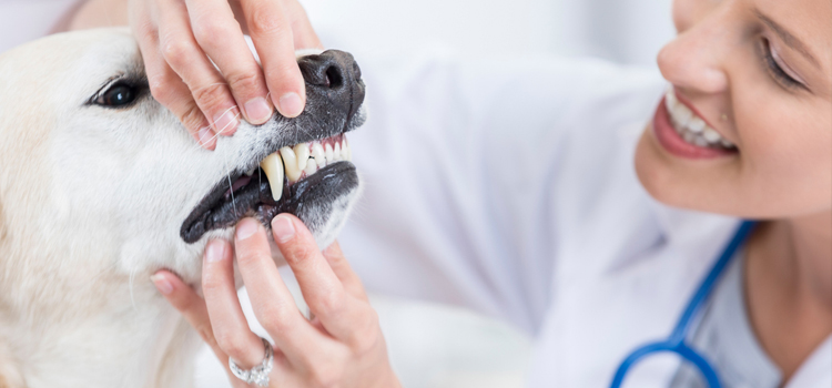 Anesthetic Dentistry in procedure in Fort Mill
