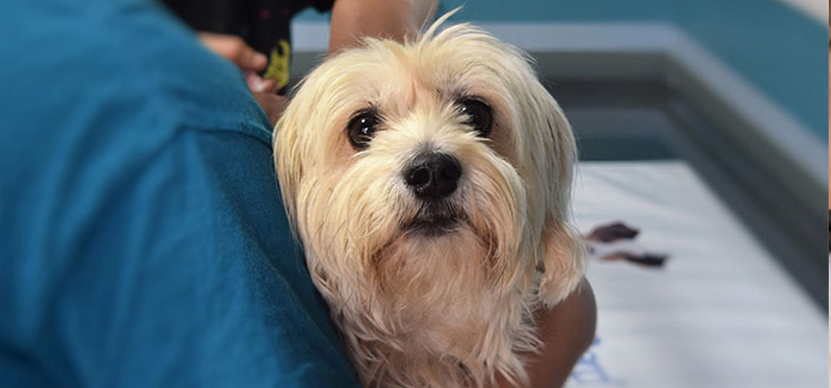 pet emergency procedure in Fort Smith