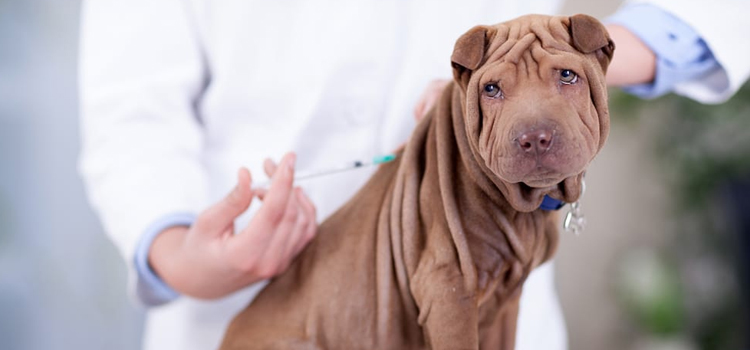 dog vaccination operation in 