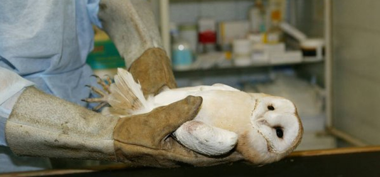 bird regular veterinary dispensary in Milledgeville clinic