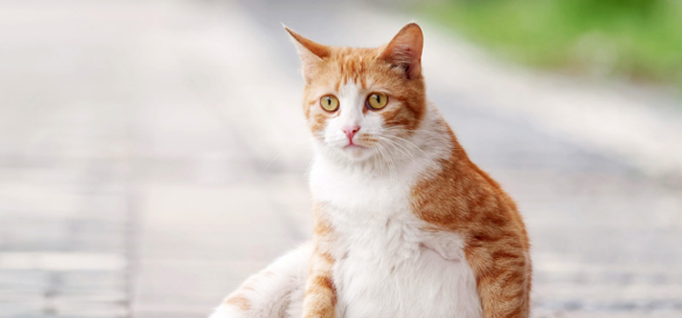 spay and neuter surgery in Dunbar
